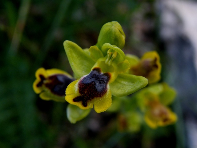 Passeggiate orchidologiche 2013